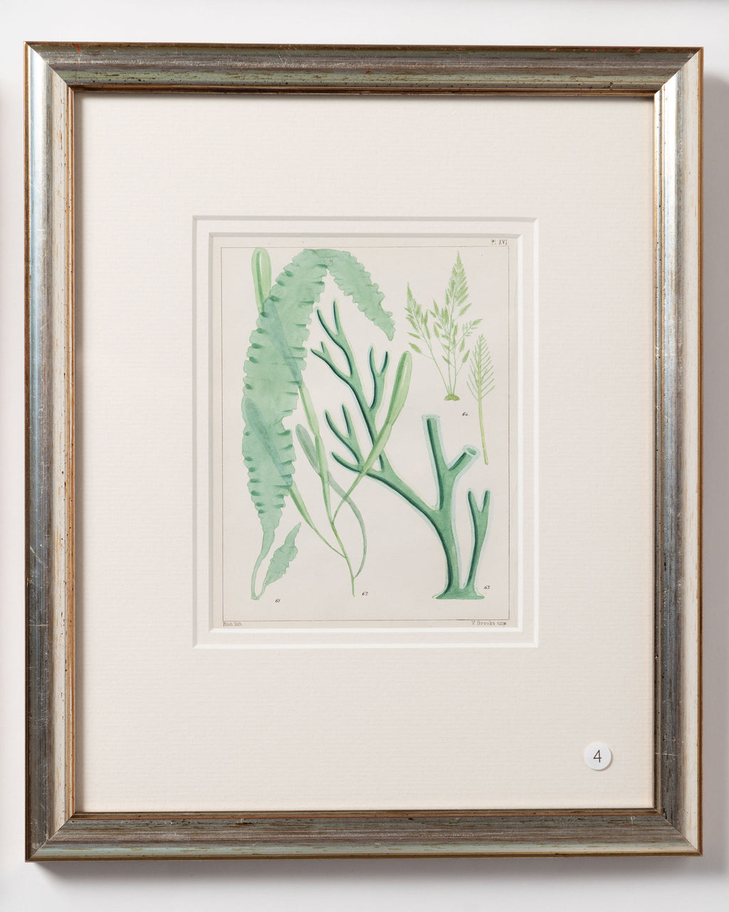 Antique 19th century hand coloured seaweed prints in bespoke silver gilt frames