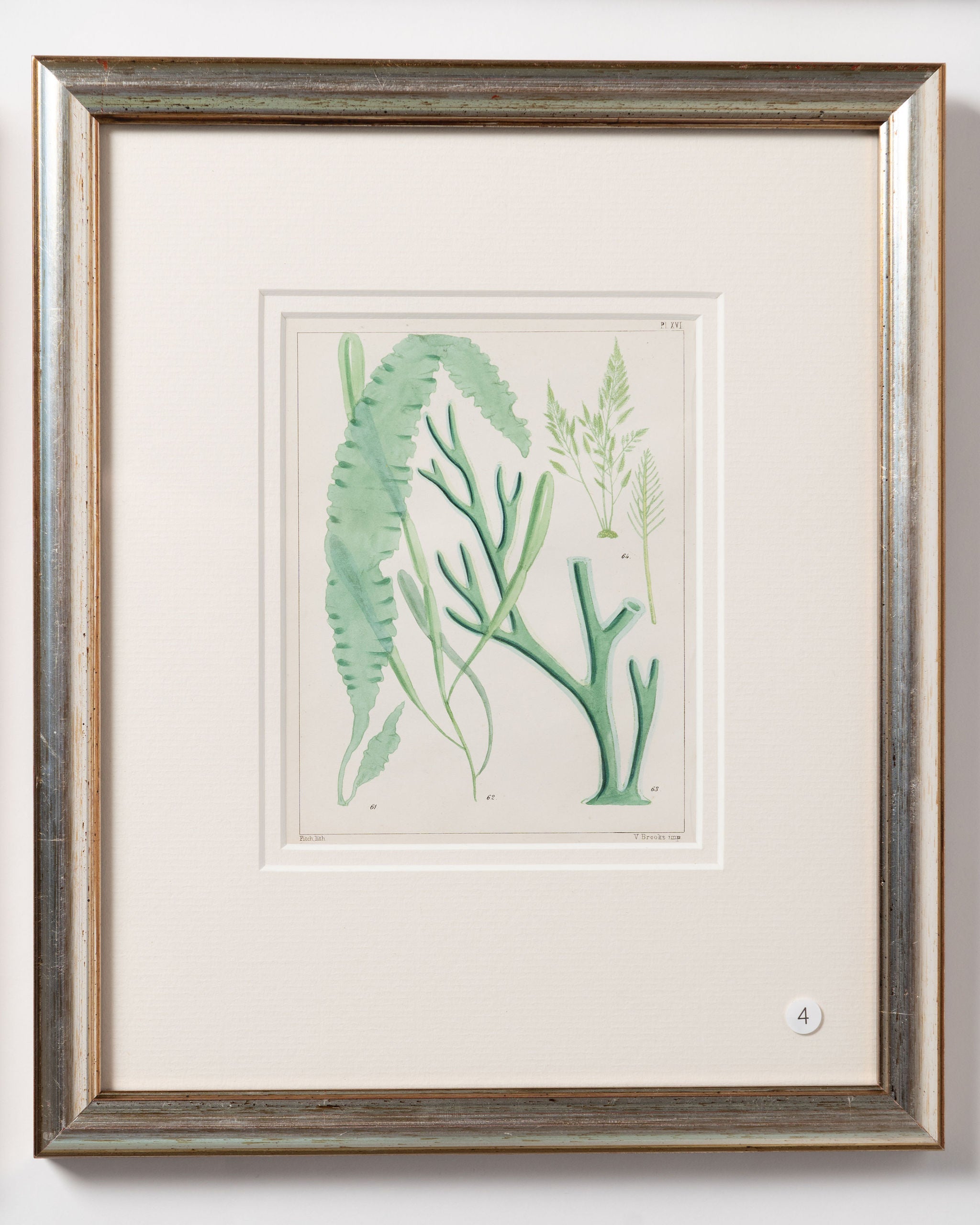 Antique 19th century hand coloured seaweed prints in bespoke silver gilt frames