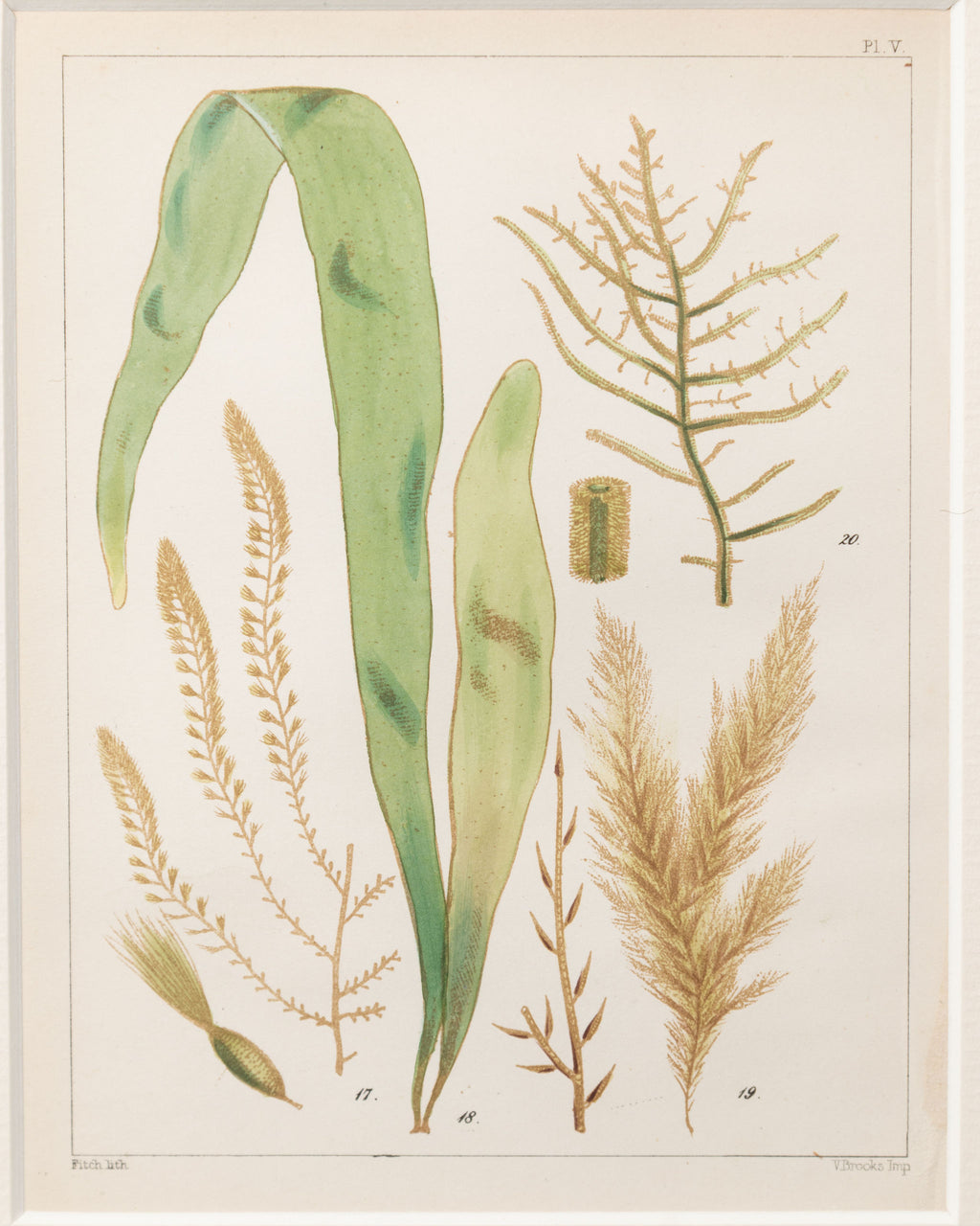 Antique 19th century hand coloured seaweed prints in bespoke silver gilt frames