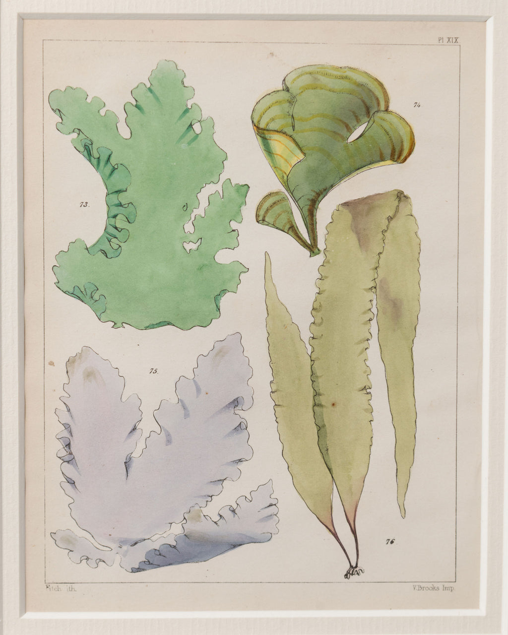 Antique 19th century hand coloured seaweed prints in bespoke silver gilt frames