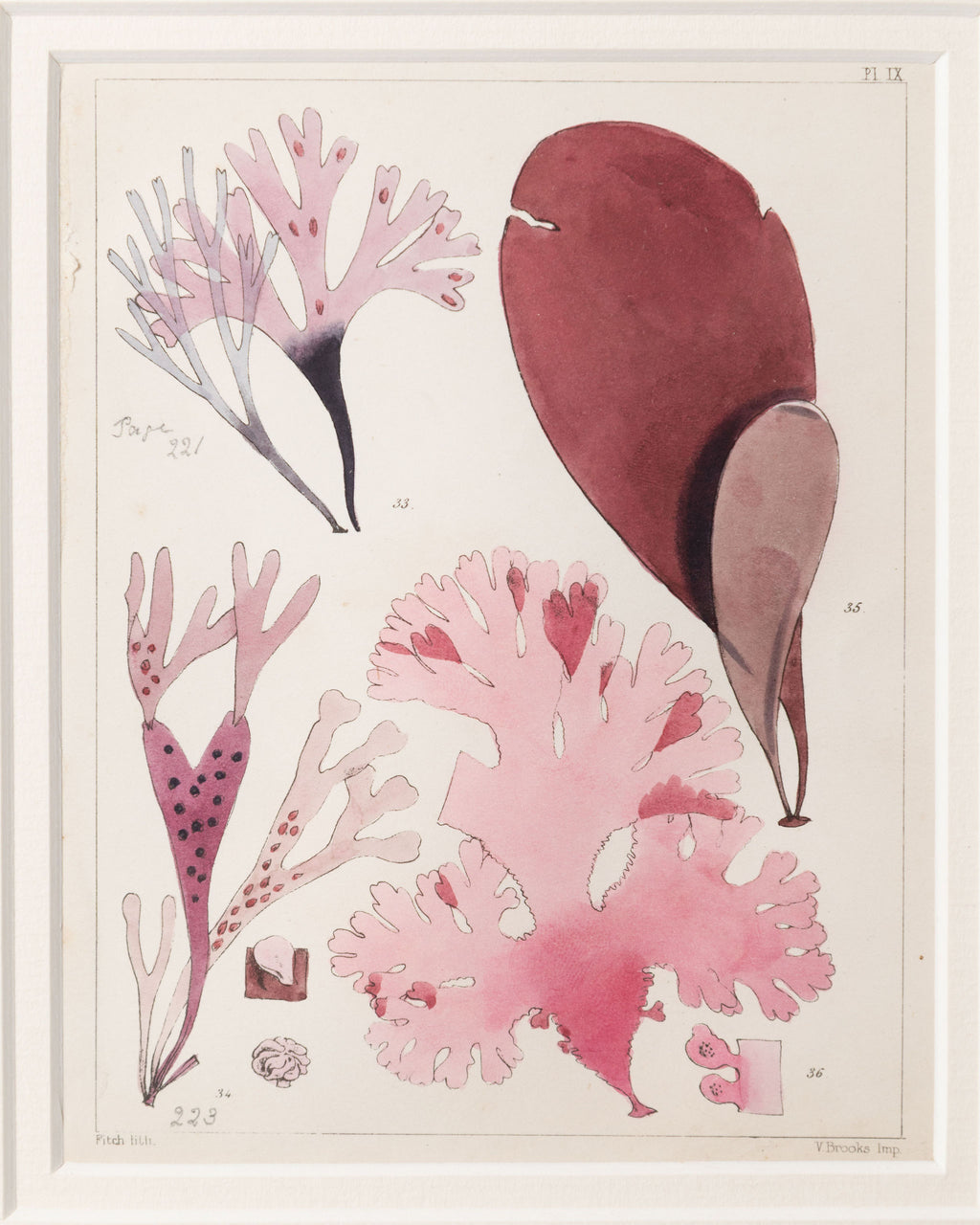 Antique 19th century hand coloured seaweed prints in bespoke silver gilt frames