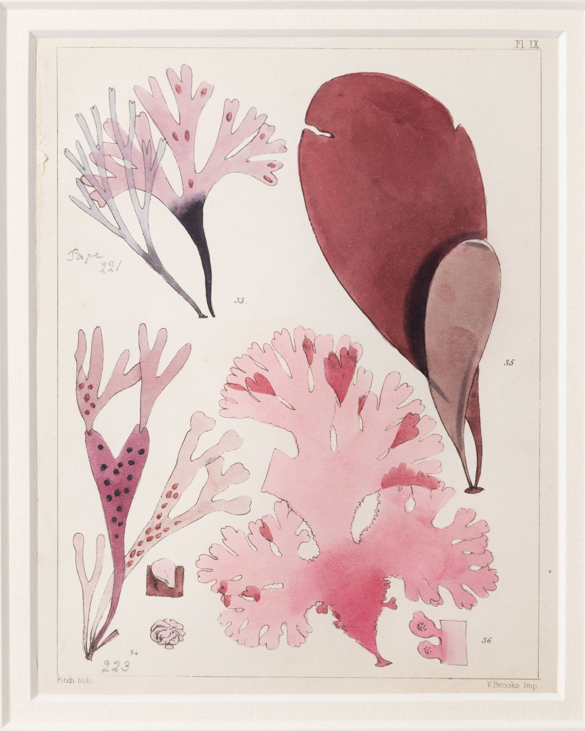 Antique 19th century hand coloured seaweed prints in bespoke silver gilt frames