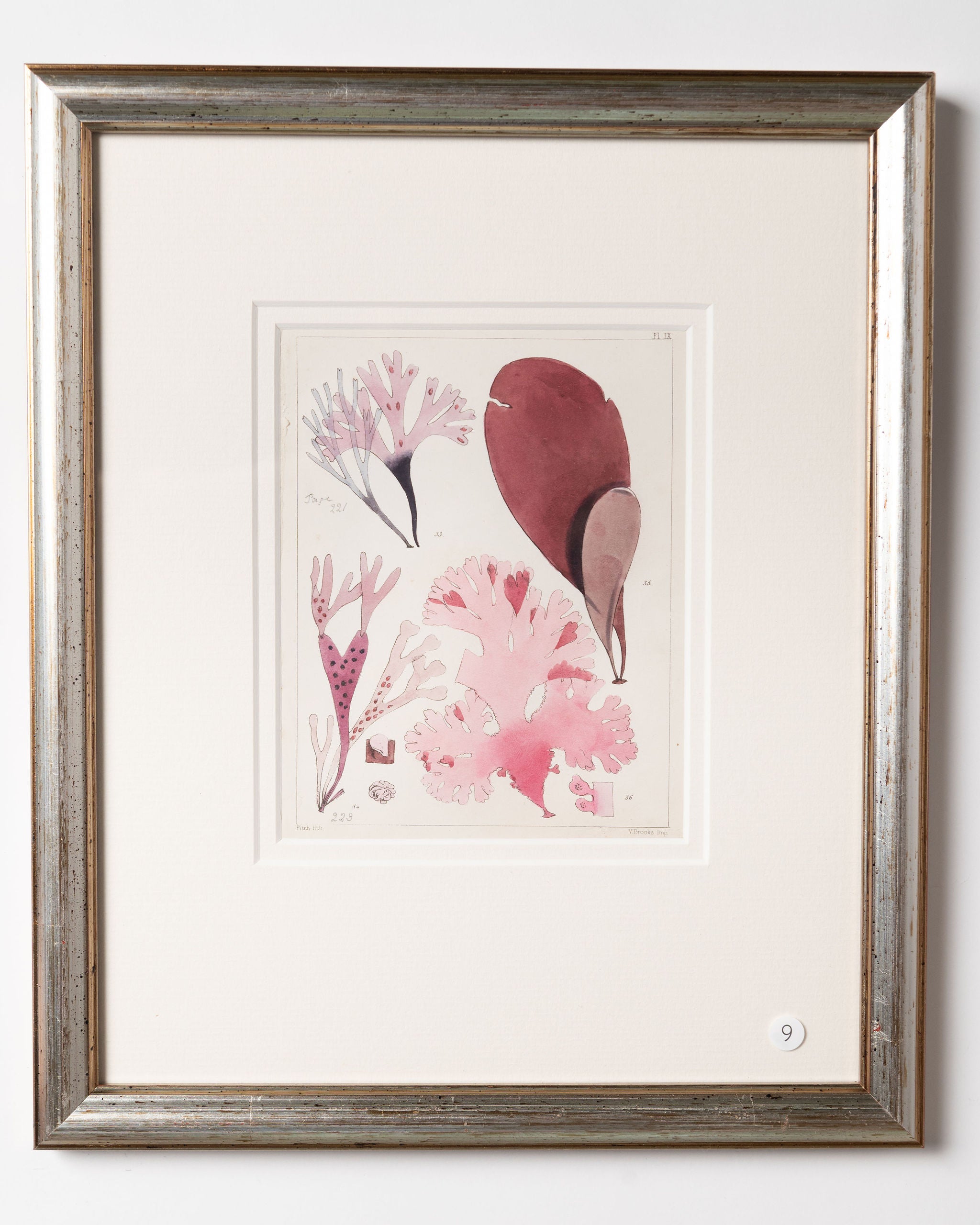 Antique 19th century hand coloured seaweed prints in bespoke silver gilt frames