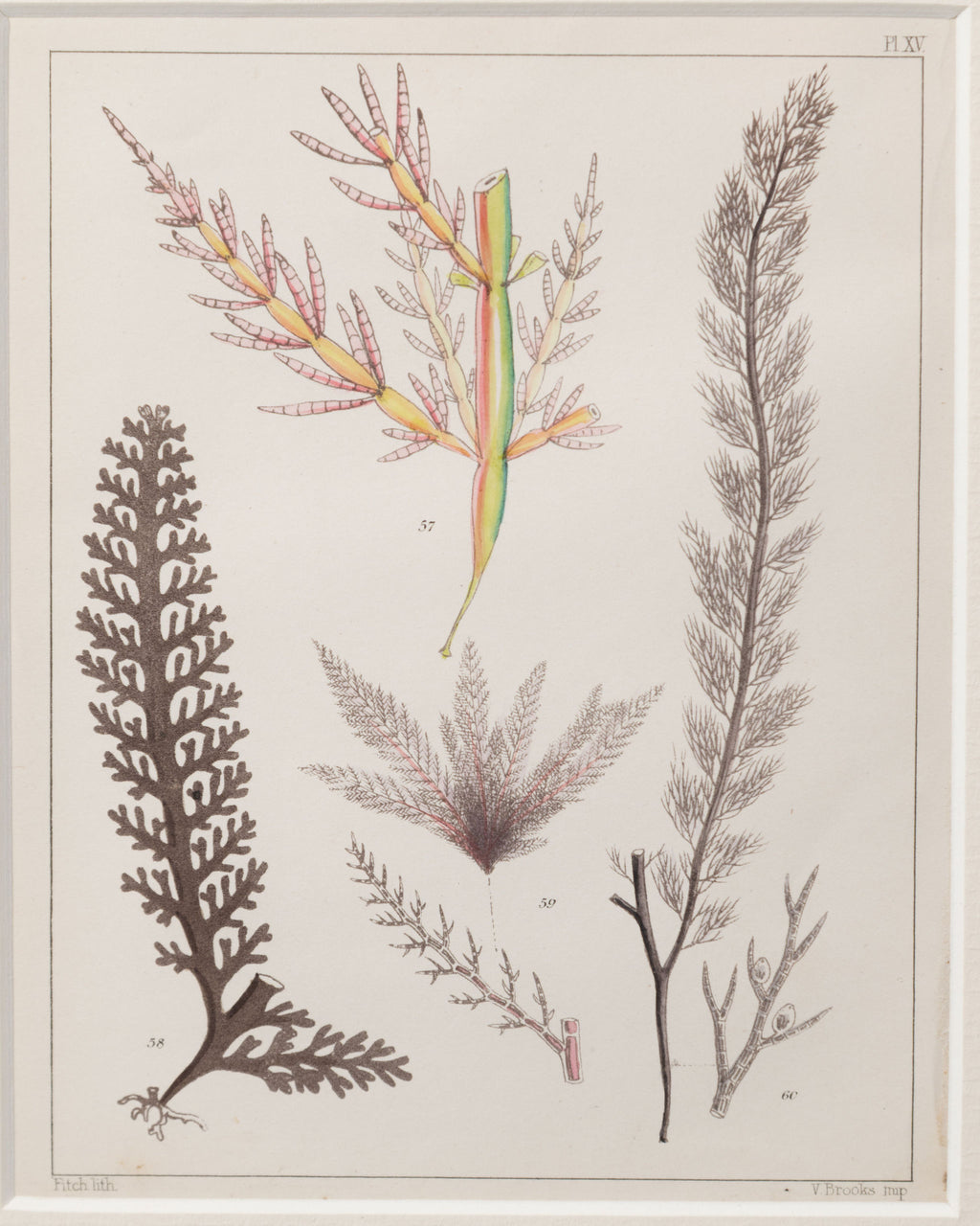 Antique 19th century hand coloured seaweed prints in bespoke silver gilt frames