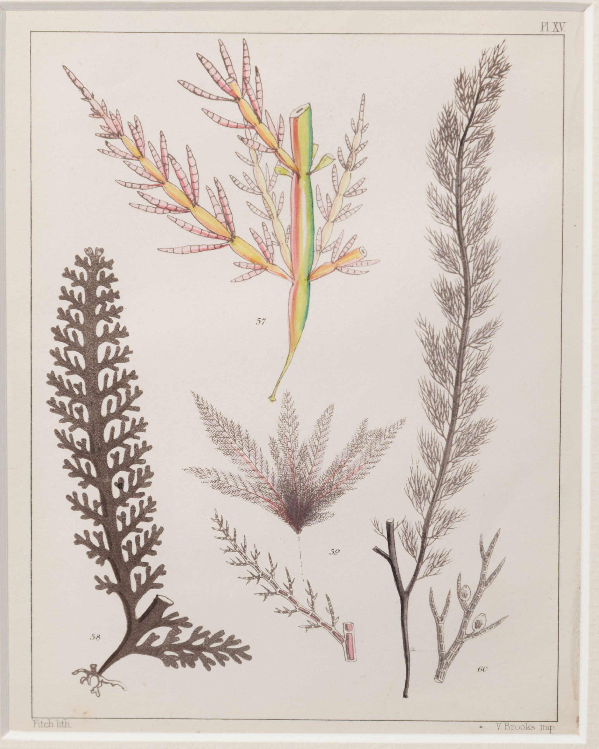 Antique 19th century hand coloured seaweed prints in bespoke silver gilt frames