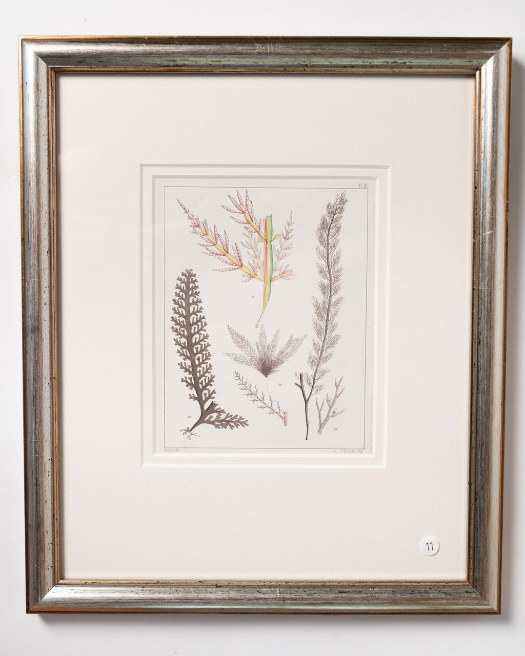 Antique 19th century hand coloured seaweed prints in bespoke silver gilt frames