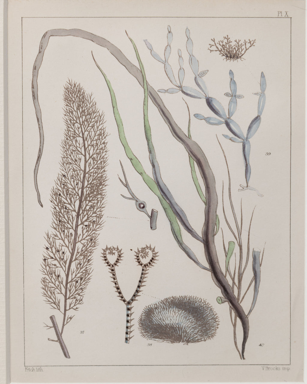 Antique 19th century hand coloured seaweed prints in bespoke silver gilt frames