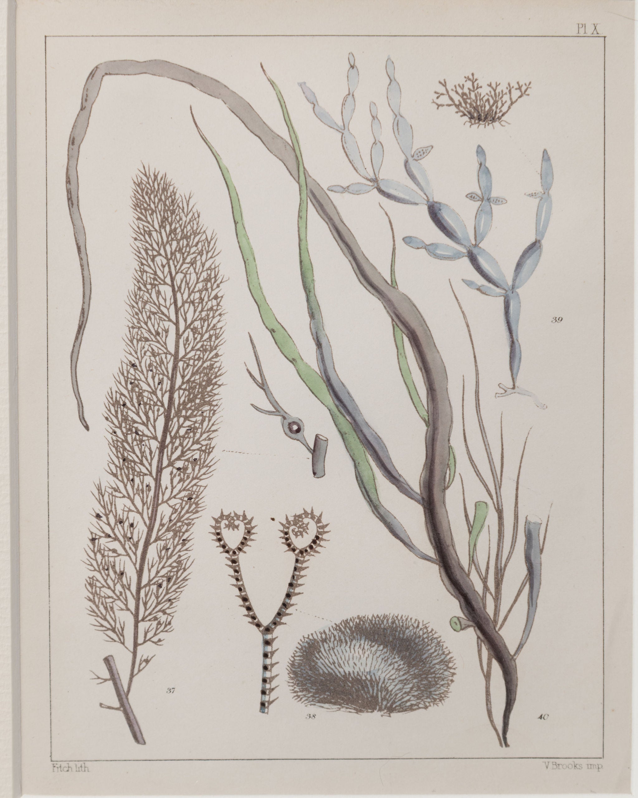 Antique 19th century hand coloured seaweed prints in bespoke silver gilt frames
