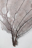 Large antique sea fan coral in a pinky lilac colourway