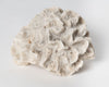 Antique natural brain coral