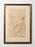 Antique Swedish Herbarium, dated 1924