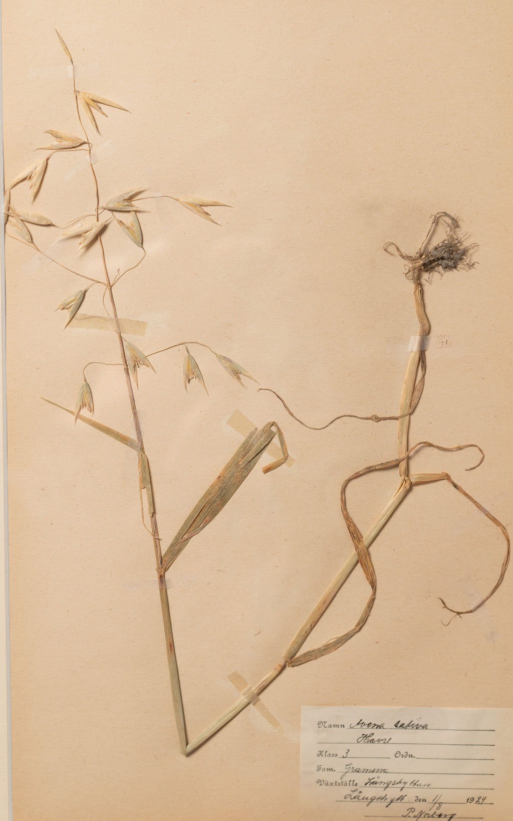 Antique Swedish Herbarium, dated 1924