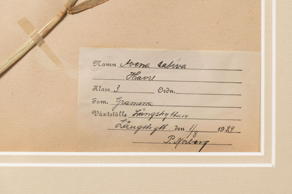 Antique Swedish Herbarium, dated 1924