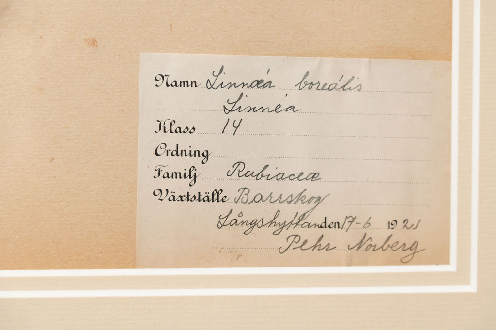 Antique Swedish herbarium, dated 1921
