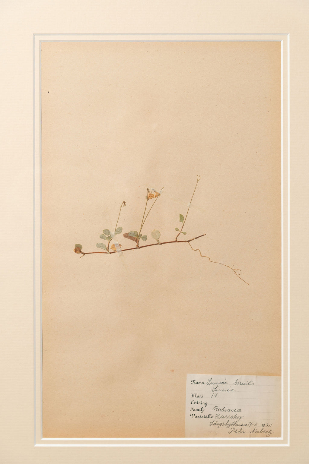 Antique Swedish herbarium, dated 1921