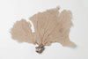 Large antique natural sea fan coral in a pretty creamy lilac colourway