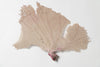 Large antique natural sea fan coral in a pretty creamy lilac colourway