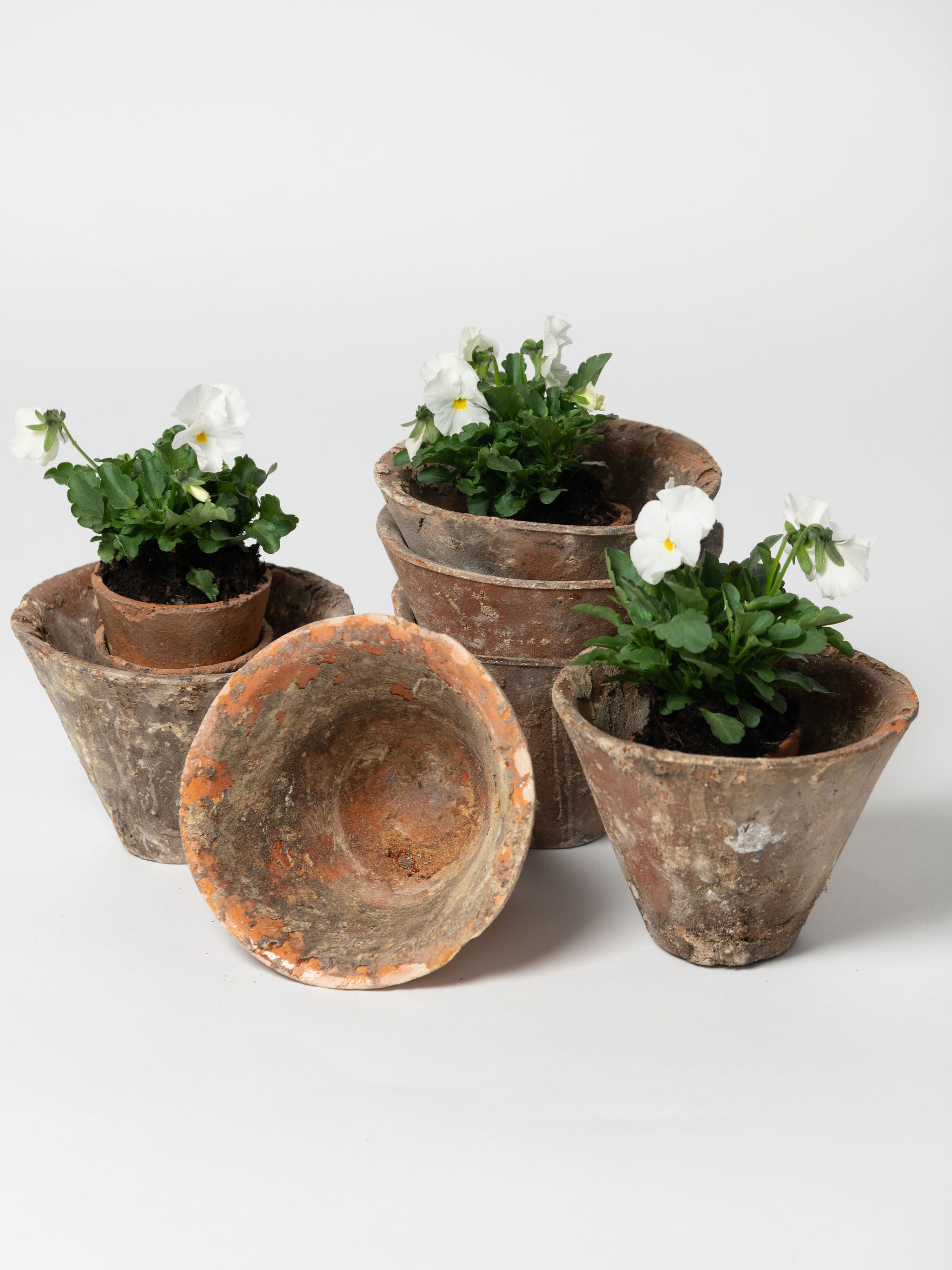 Antique French Pine Resin Terracotta pots