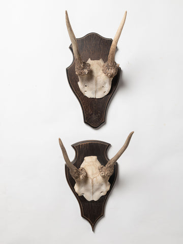 Vintage deer antlers on wooden shield