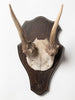 Vintage deer antlers on wooden shield