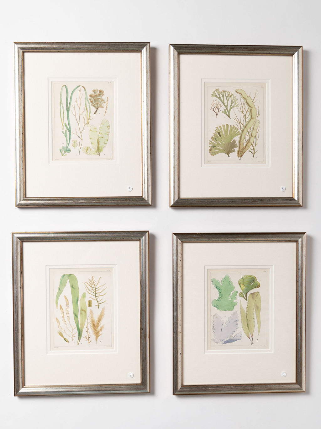 Antique 19th century hand coloured seaweed prints in bespoke silver gilt frames