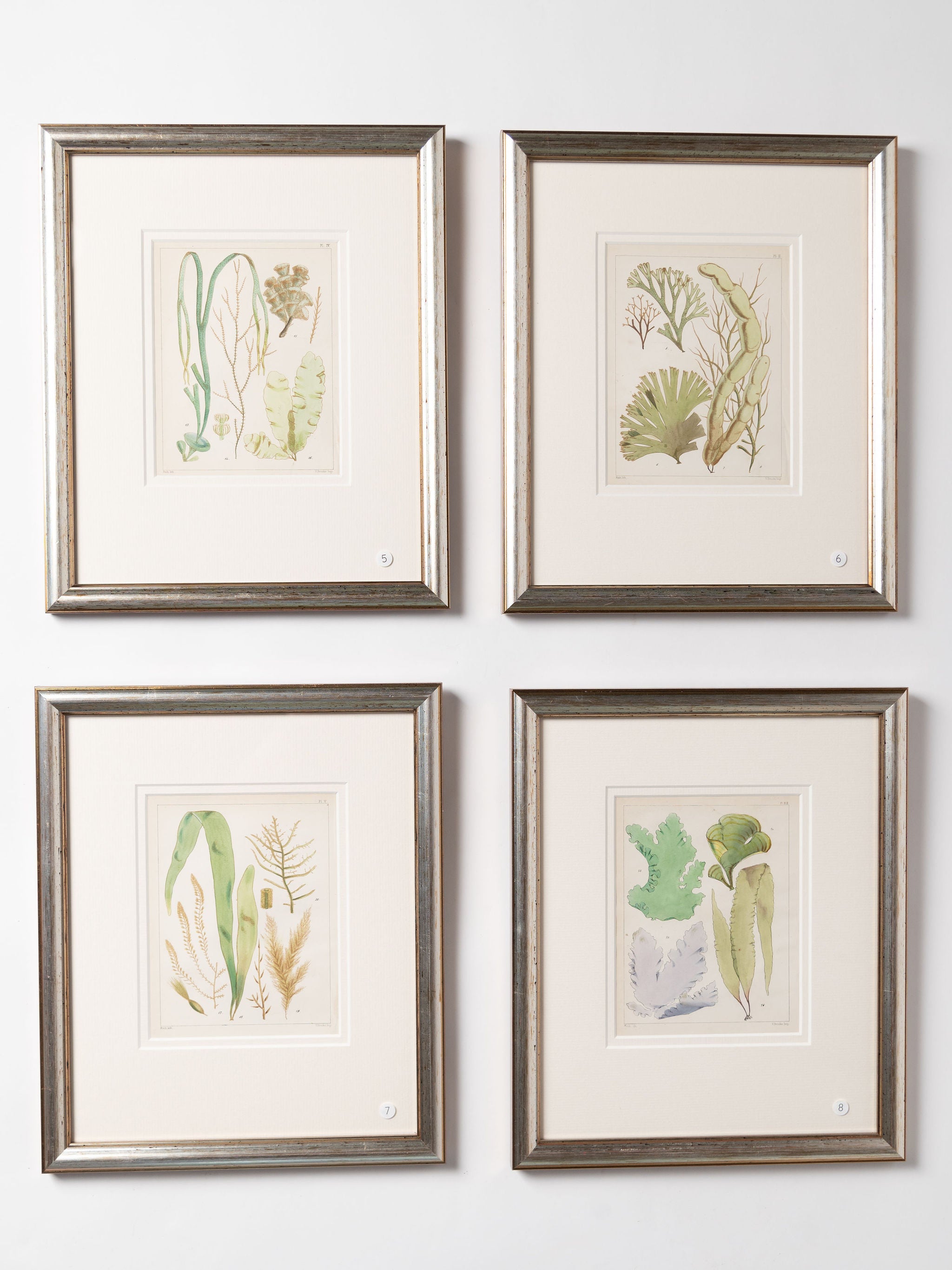 Antique 19th century hand coloured seaweed prints in bespoke silver gilt frames