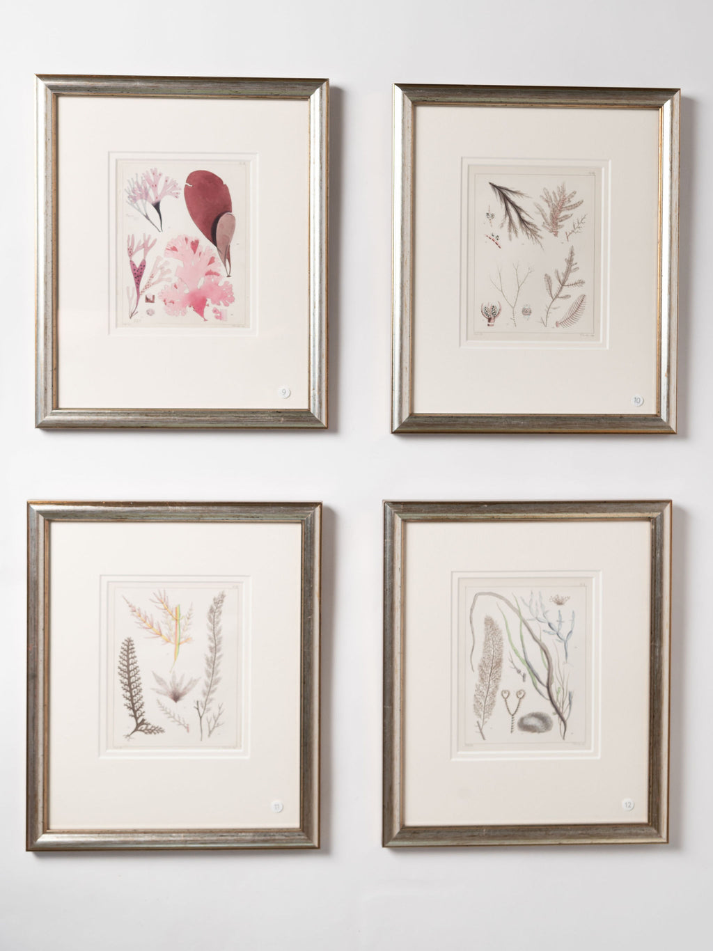 Antique 19th century hand coloured seaweed prints in bespoke silver gilt frames