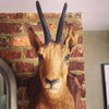 Taxidermy Deer head mounted on original oak shield - Decorative Antiques UK  - 2