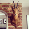 Taxidermy Deer head mounted on original oak shield - Decorative Antiques UK  - 3