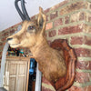 Taxidermy Deer head mounted on original oak shield - Decorative Antiques UK  - 4