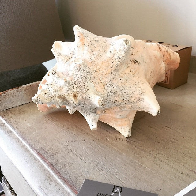 Lovely Large Conch Shell - Decorative Antiques UK  - 7