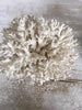 Gorgeous Collection of Vintage White Coral - Decorative Antiques UK  - 3