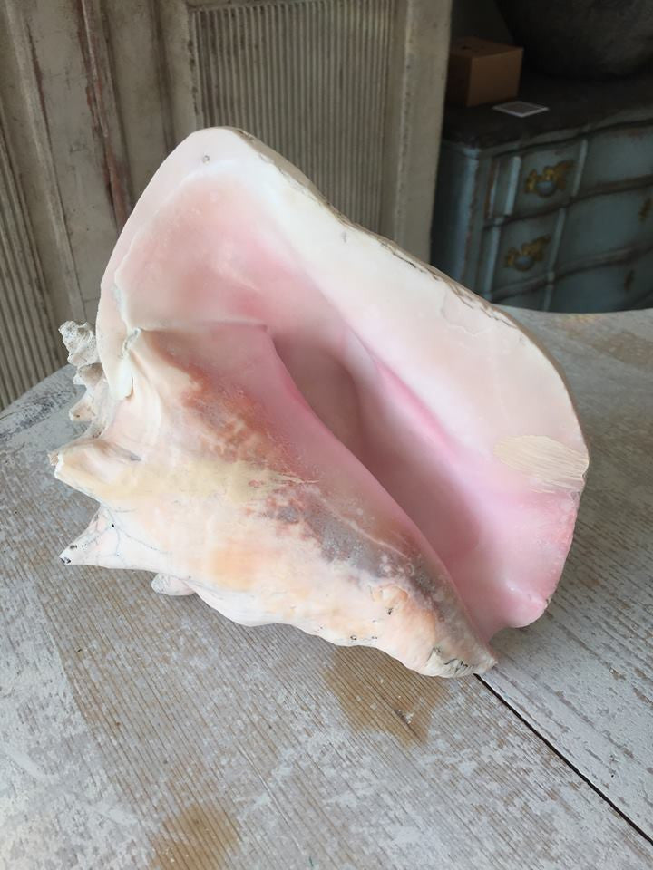 Lovely Large Conch Shell - Decorative Antiques UK  - 11