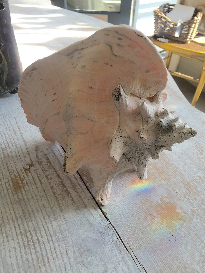 Lovely Large Conch Shell - Decorative Antiques UK  - 9