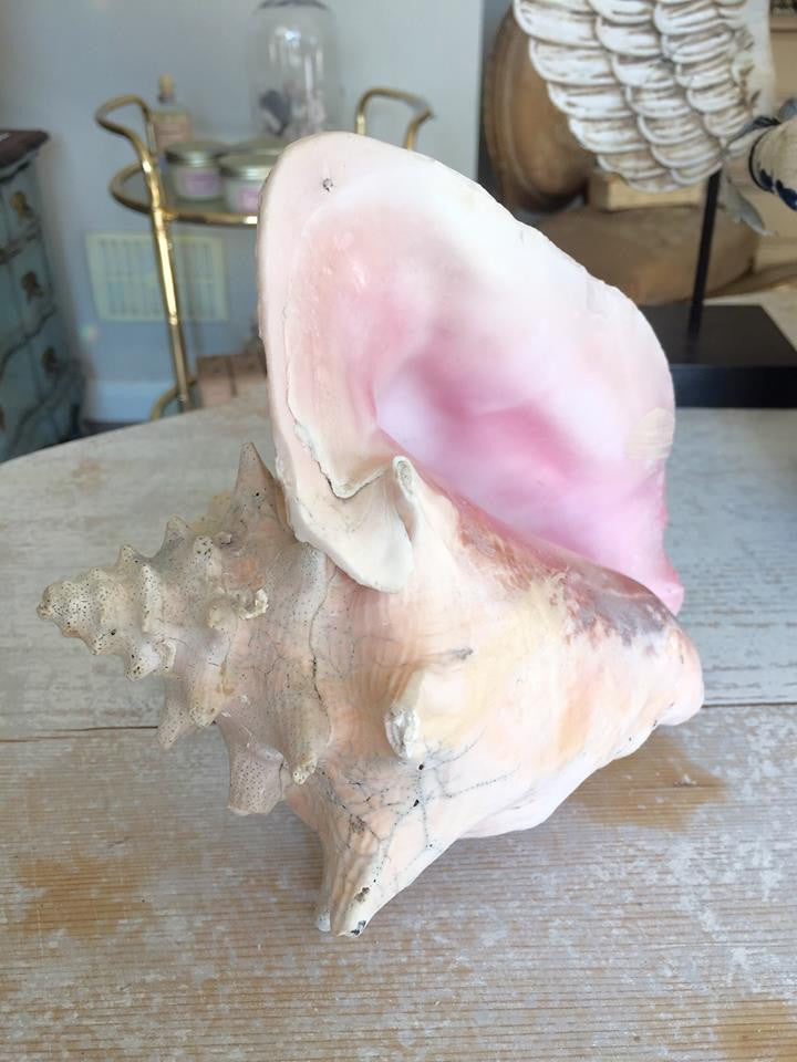 Lovely Large Conch Shell - Decorative Antiques UK  - 10