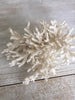 Gorgeous Collection of Vintage White Coral - Decorative Antiques UK  - 5