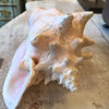 Lovely Large Conch Shell - Decorative Antiques UK  - 6