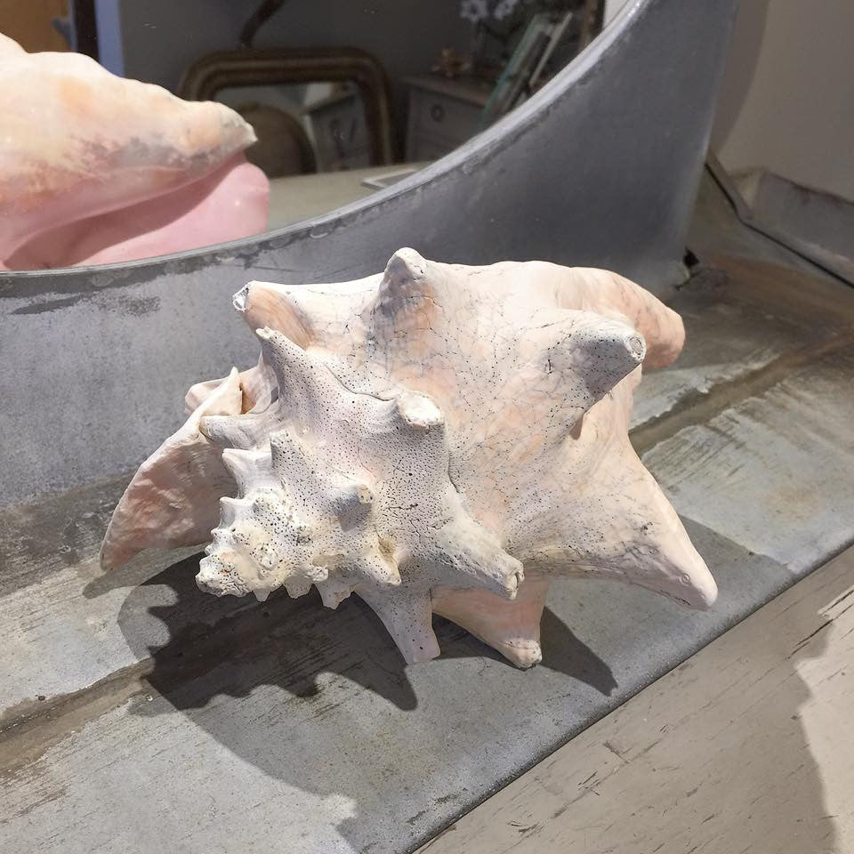 Lovely Large Conch Shell - Decorative Antiques UK  - 4