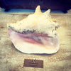 Lovely Large Conch Shell - Decorative Antiques UK  - 3