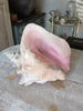 Lovely Large Conch Shell - Decorative Antiques UK  - 13