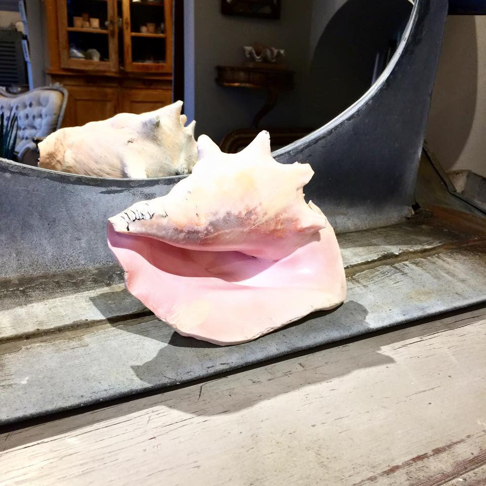 Lovely Large Conch Shell - Decorative Antiques UK  - 5