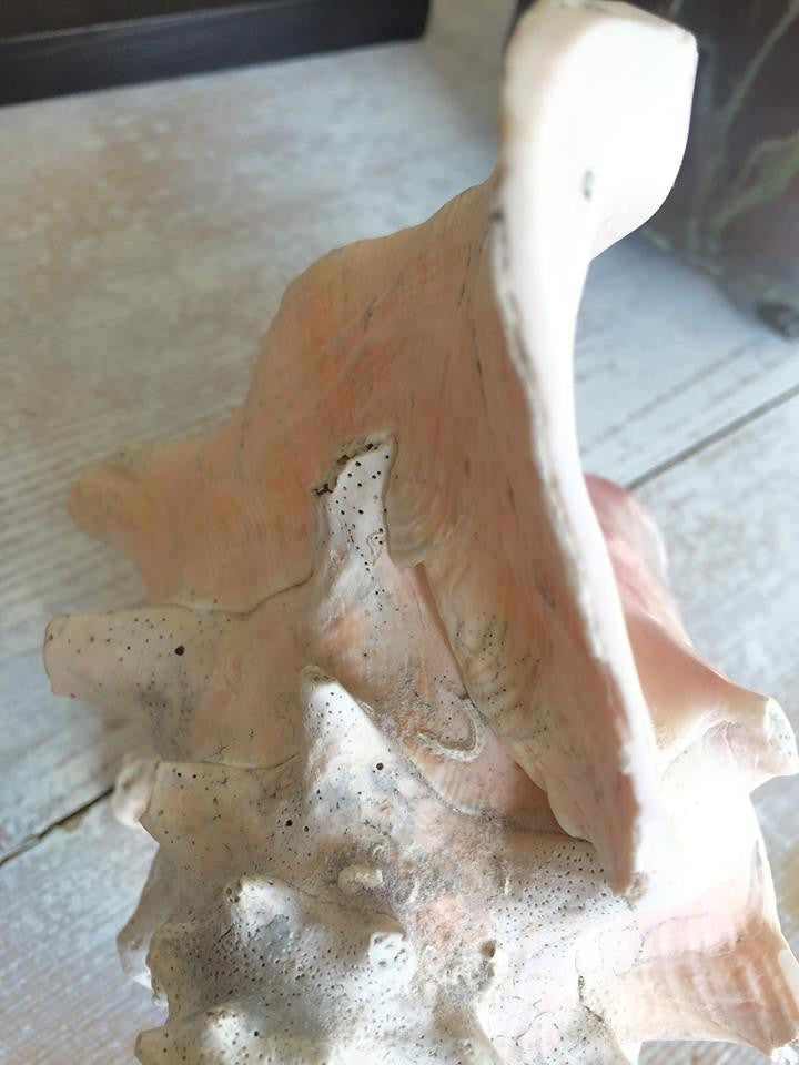 Lovely Large Conch Shell - Decorative Antiques UK  - 12