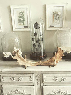 Pair Vintage Fallow Deer Antlers - Decorative Antiques UK  - 1