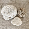 Gorgeous Trio Vintage Coral - Decorative Antiques UK  - 3