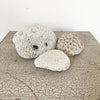 Gorgeous Trio Vintage Coral - Decorative Antiques UK  - 2
