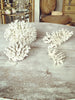 Gorgeous Collection of Vintage White Coral - Decorative Antiques UK  - 1