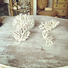 Gorgeous Collection of Vintage White Coral - Decorative Antiques UK  - 2