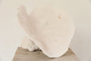 Beautiful Collection of Vintage "Elephant Ear Mushroom" Coral - Decorative Antiques UK  - 9