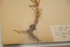 Antique Swedish Herbariums Box Framed