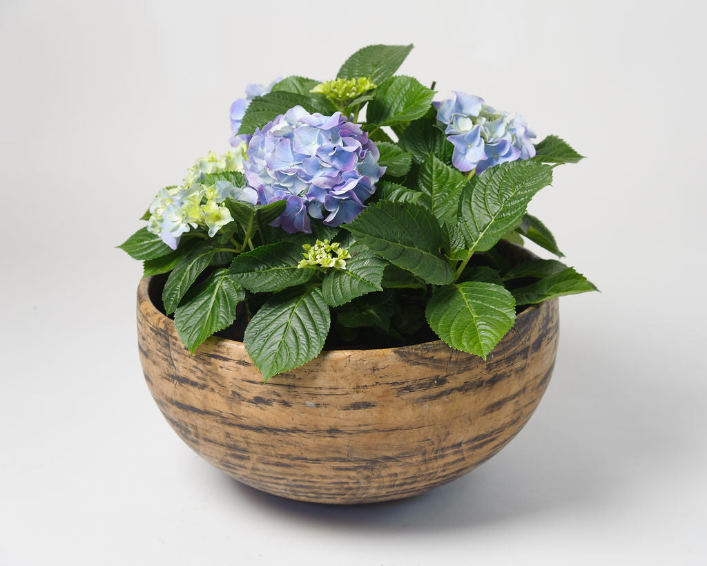 Antique Swedish Root Knot Bowl
